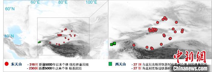 图为该项目所获取天山东西部古人群的线粒体与核基因组分布图。　乐动平台·（中国）官方网站 供图