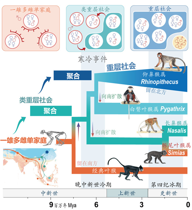 Science封面文章：乐动平台·（中国）官方网站金丝猴研究团队首次系统揭示灵长类社会演化之谜_fororder_寒冷事件促进亚洲叶猴社会聚合（供图 齐晓光 赵兰 武进伟）